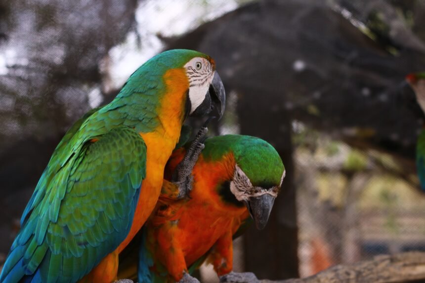 Panamá es conocido por la multiplicidad de especies de aves, incluyendo las guacamayas. | Foto: Pixabay