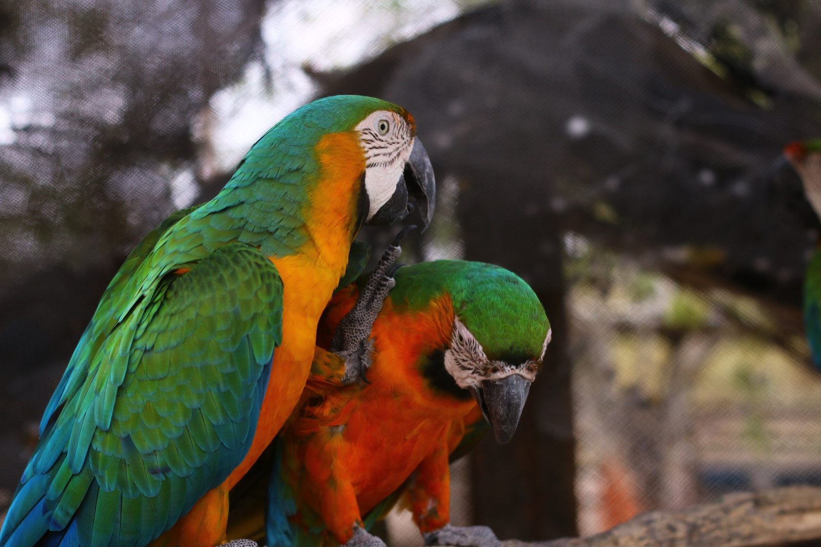 Panamá es conocido por la multiplicidad de especies de aves, incluyendo las guacamayas. | Foto: Pixabay