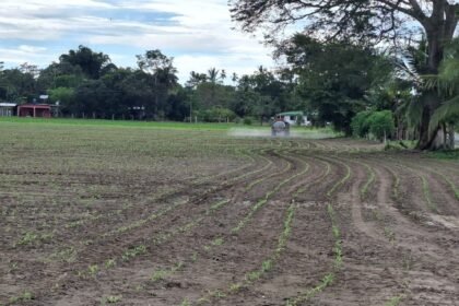 Los plaguicidas son herramientas indispensables en la agricultura panameña. | Foto: Cortesía